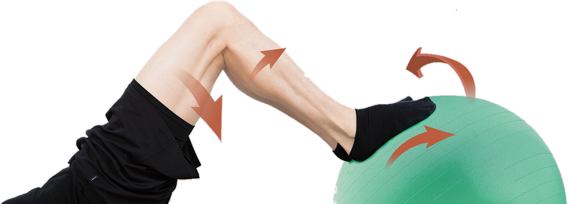 Leg on an exercise ball – illustrating the Spiraldynamik movement direction